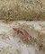 Gold Sequin Embroidered Lace Fabric by the Yard, 54" Wide Floral Mesh Lace with Double Scalloped Edges